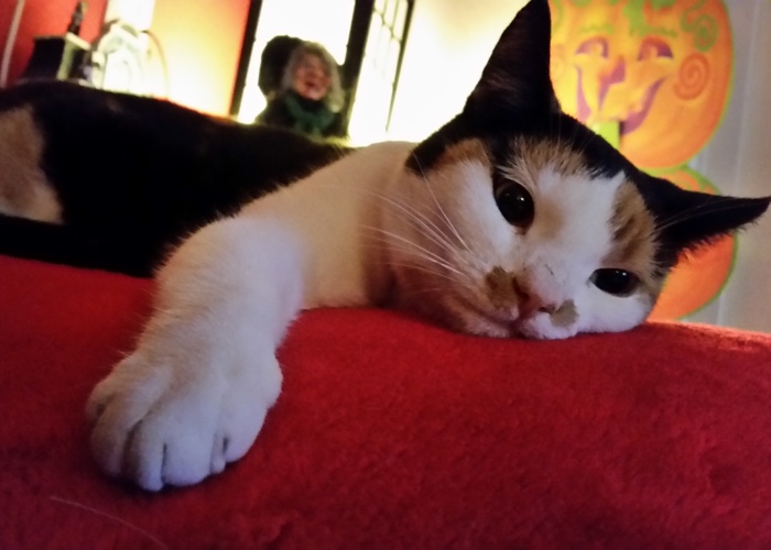 daphne-pieterson-poes